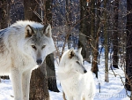 Arctic Wolves