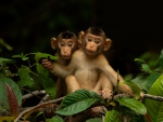 Baby Monkeys