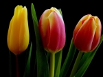 Tulips