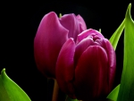 Purple Tulips