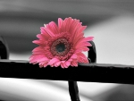 gerbera