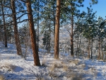 Ponderosas above Kelowna B.C. - Winter scene
