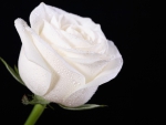 White Rose