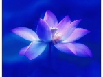 Blue Lotus