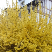 Forsythia in spring