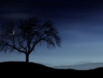quarter moon peeking through a tree at night