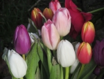Tulip Bouquet