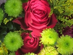 Red Roses Bloom