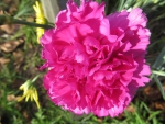 Bright Pink Carnation