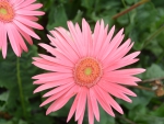 Pretty pink Gerbera