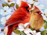 Spring cardinals