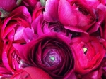 Ranunculus