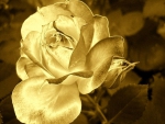 Friendship is a golden rose