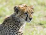 Cheetah