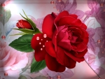 Beautiful Red Rose