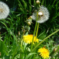 field and dandilion