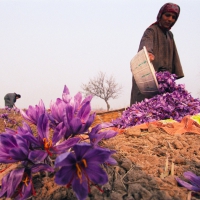 Saffron flowers