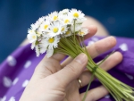 Bouquet of daisies for you!