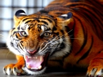 SNARLING SUMATRAN TIGER