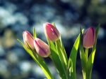 Pink Tulips