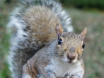 Nosy gray squirrel