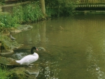 Black-Necked Swan near lake.