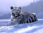 White tiger