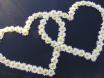 Daisy Love!