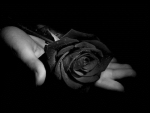 Black Rose