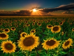 Sunflowers forever