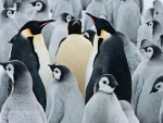 Emperor penguins