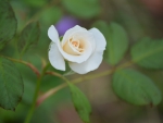 White rose bud