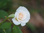 White Rose Bud 2