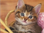 Kitten