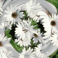 daisy swirl