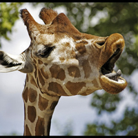 yawning giraffe