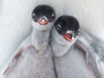 Penguin chicks