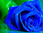 Wet blue Rose!