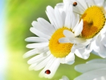 Daisy Ladybugs