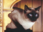 Siamese cat