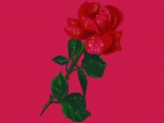 red rose