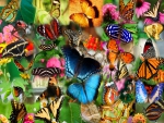 BUTTERFLIES