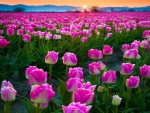 Sunrise on tulips