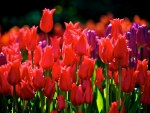 Tulips