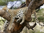 Jaguar sleeping on a tree