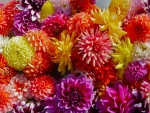 Dahlias