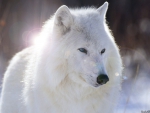 BEAUTIFUL GORGEOUS WOLF