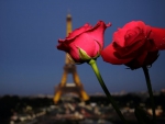 Red roses in Paris