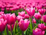 Beautiful field of pink tulips hot
