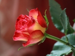 Beautiful Rose!